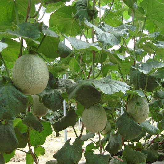 Hami Melon Seeds for Planting Cucumis melo for vegetable patches and urban gardens Fruit Seeds for Home Gardens, Raised Beds & Outdoor Growing