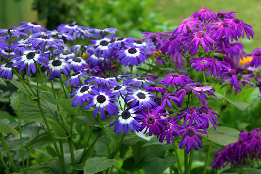 Mixed Colors Florists Cineraria Pericallis x hybrida Seeds for Planting in Flower Bed Heirloom Non-GMO Seeds