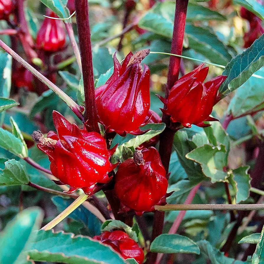 Florida Cranberry Seeds for Planting Vaccinium vitis-idaea for home gardens and berry patches Heirloom Non-GMO Seeds