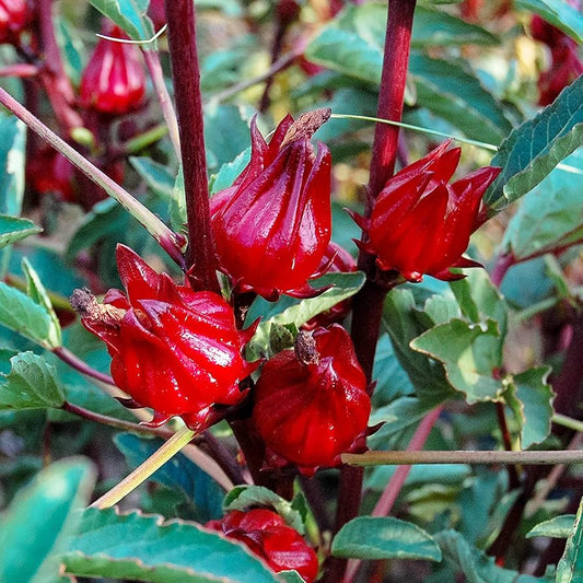 Florida Cranberry Seeds for Planting Vaccinium vitis-idaea for home gardens and berry patches Heirloom Non-GMO Seeds