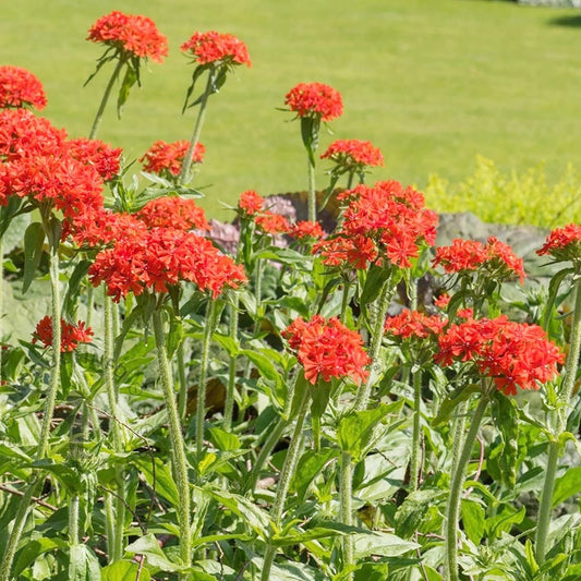 Rose Campion Lychnis coronaria Seeds for Planting in Cottage Garden Heirloom Non-GMO Seeds