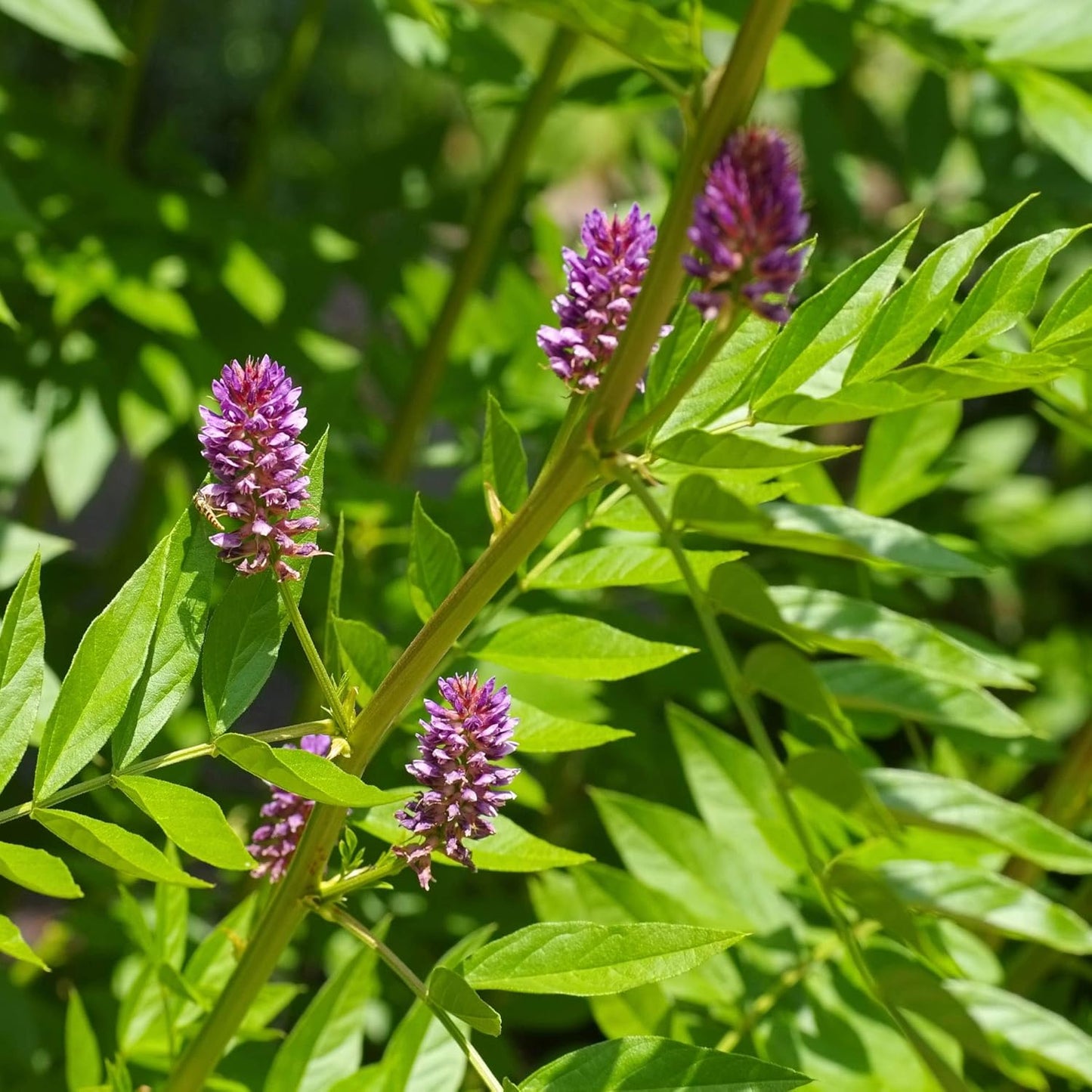 Licorice Root Glycyrrhiza glabra Seeds for Planting in Herb Garden & Landscape Heirloom Non-GMO Seeds