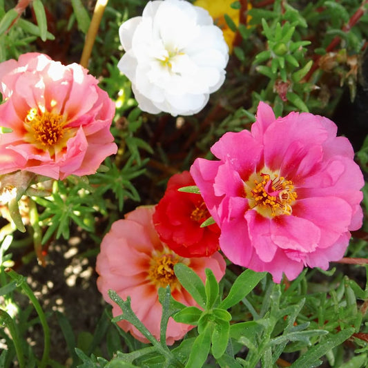 Mixed Moss Rose Purslane Double Flower Seeds for Planting Heirloom Non-GMO Seeds