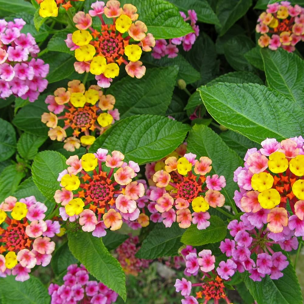 Lantana Flower Seeds for Planting Lantana Camara Mixed Colors for Borders Heirloom Non-GMO Seeds