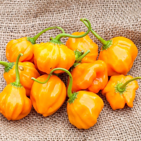 Aji Dulce Amarillo Pepper Seeds for Planting Capsicum chinense for vegetable patch and home greenhouse for Planting, Pre