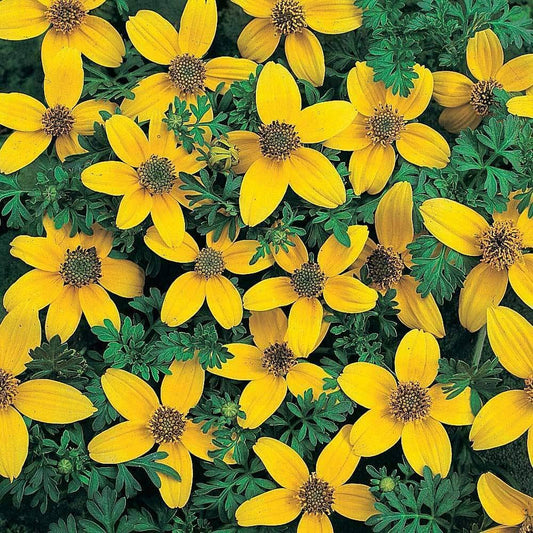 Bidens Golden Star Flower Seeds for Planting Heirloom Non-GMO Seeds
