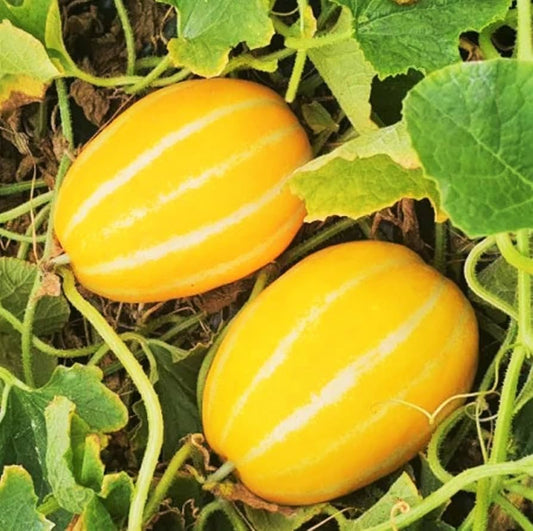 Korean Melon Seeds for Planting Cucumis melo var. makuwa for urban gardens and raised beds Fruit Seeds for Home Gardens, Raised Beds & Outdoor Growing