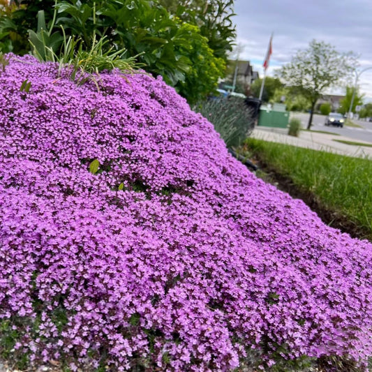 Creeping Thyme Thymus serpyllum Seeds for Planting in Flower Bed and Herb Garden Heirloom Non-GMO Seeds