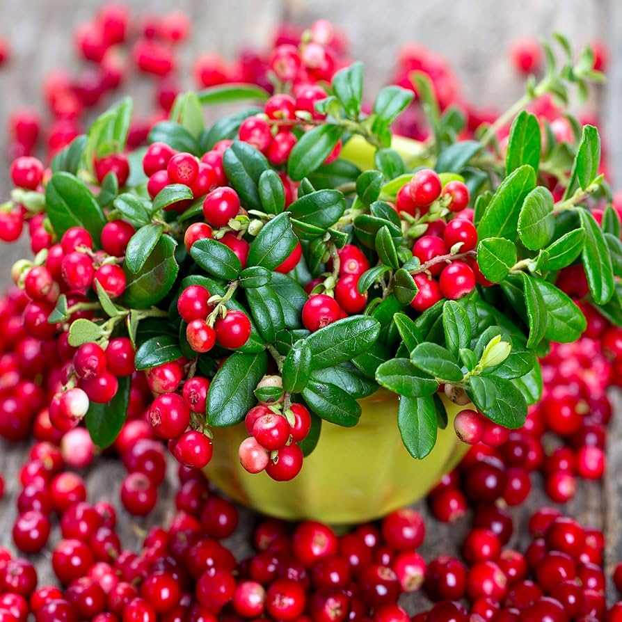 Cranberry Seeds for Planting Vaccinium macrocarpon for edible gardens and home orchards Perennial Fruit Seeds for Home Gardens, Raised Beds & Containers