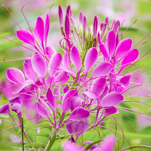 Sticky Spider Flower Seeds for Planting Cleome viscosa for wildflower beds and native gardens Heirloom Non-GMO Seeds