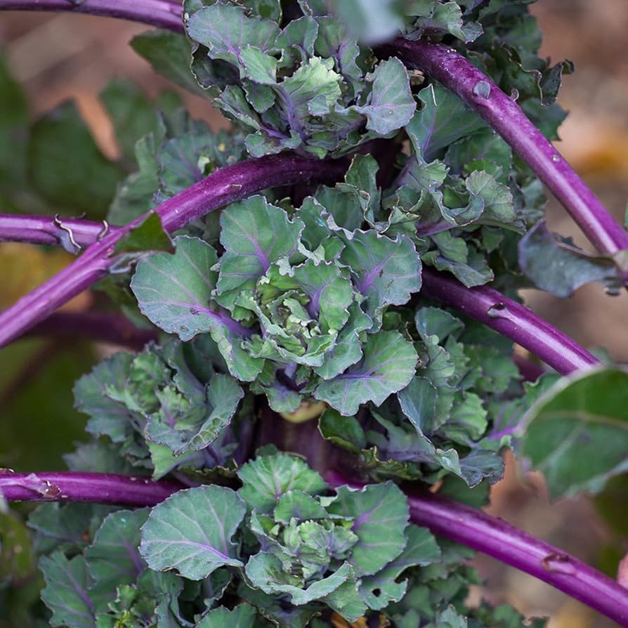 Autumn Star Hybrid Kalettes Seeds for Planting Brassica oleracea for vegetable patches and winter gardens for Planting,