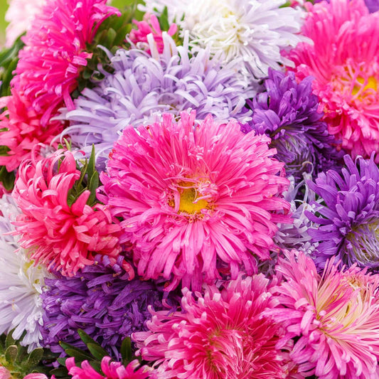 Chinese Aster Seeds Callistephus chinensis for Planting in Flower Bed & Garden Heirloom Non-GMO Seeds