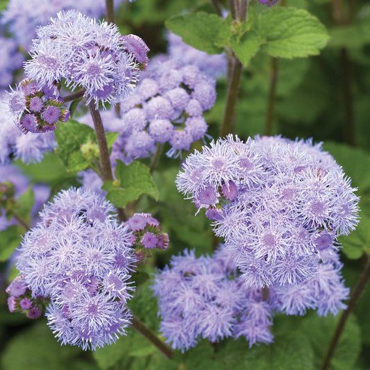 Mistflower Conoclinium coelestinum Native Wildflower Seeds for Planting in Garden and Wildflower Patch Heirloom Non-GMO