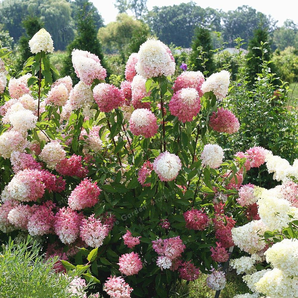 Vanilla Strawberry Hydrangea Hydrangea paniculata Seeds for Planting in Home Garden Heirloom Non-GMO Seeds