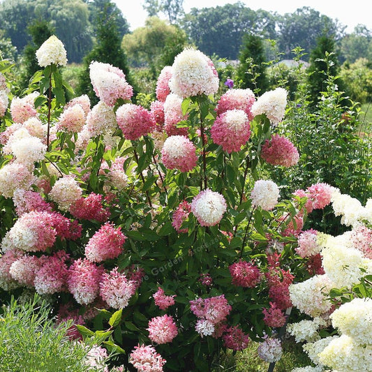 Vanilla Strawberry Hydrangea Hydrangea paniculata Seeds for Planting in Home Garden Heirloom Non-GMO Seeds