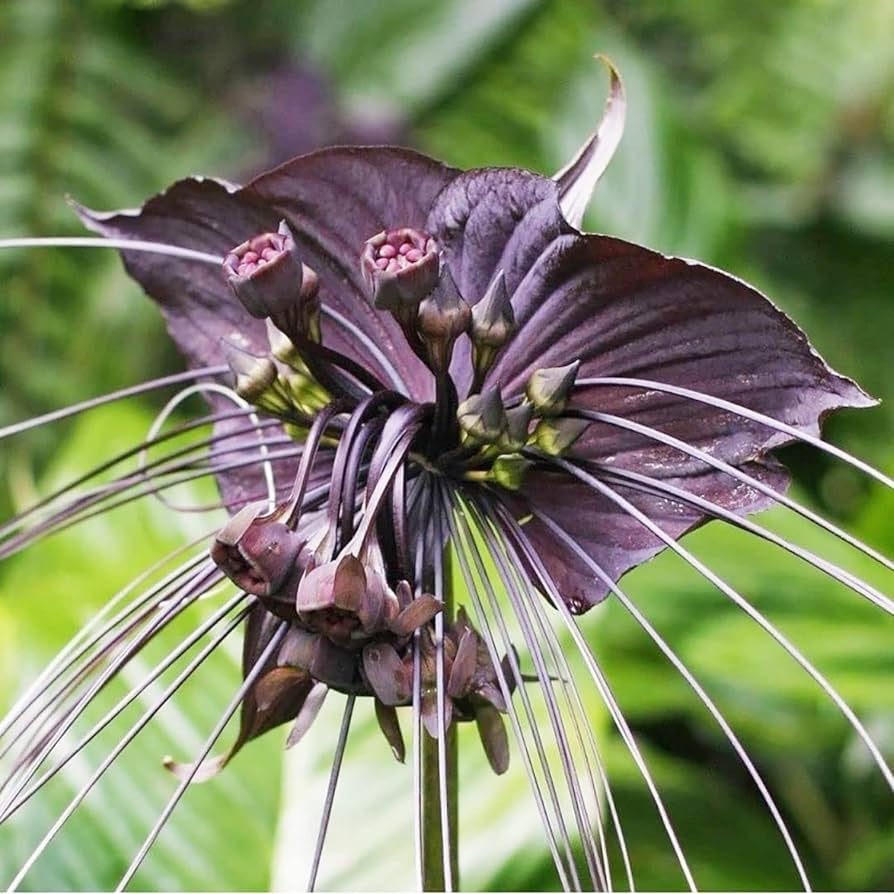 Water Grape Tacca palmata Seeds for Planting in Tropical Garden and Pond Heirloom Non-GMO Seeds