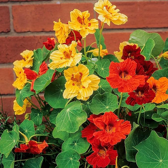 Nasturtium Tropaeolum majus Flower Seeds for Planting in Flower Bed & Garden Heirloom Non-GMO Seeds