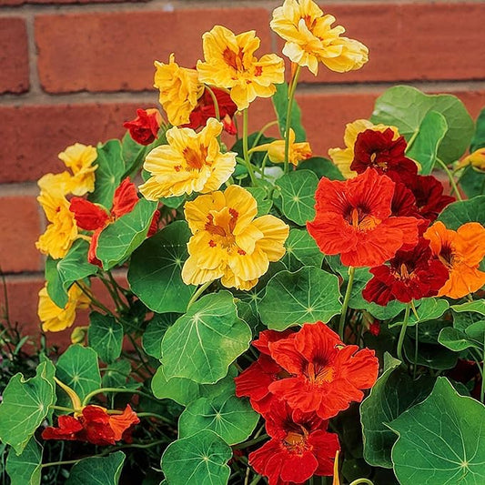 Nasturtium Tropaeolum majus Flower Seeds for Planting in Flower Bed & Garden Heirloom Non-GMO Seeds