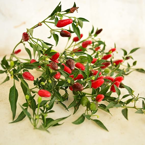 Pepper Capsicum spp. Seeds for Planting in Vegetable Patch & Garden for Planting, Premium Vegetable Seeds | Heirloom Non