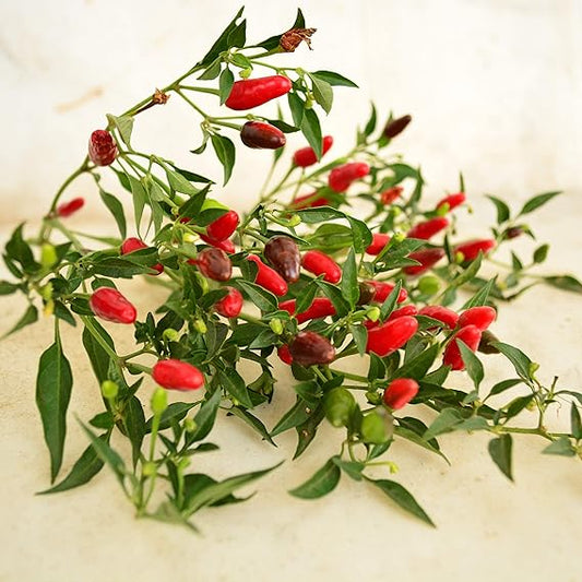 Pepper Capsicum spp. Seeds for Planting in Vegetable Patch & Garden for Planting, Premium Vegetable Seeds | Heirloom Non