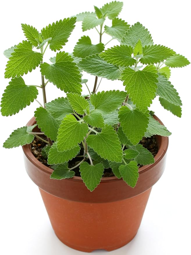 Catnip Plant Nepeta cataria Seeds for Planting in Herb Garden & Urban Garden for Planting, Premium Seeds | Heirloom Non-