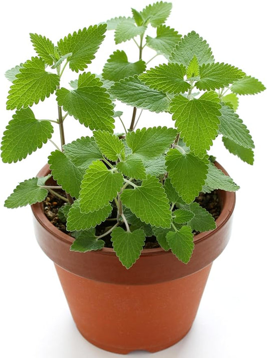 Catnip Plant Nepeta cataria Seeds for Planting in Herb Garden & Urban Garden for Planting, Premium Seeds | Heirloom Non-