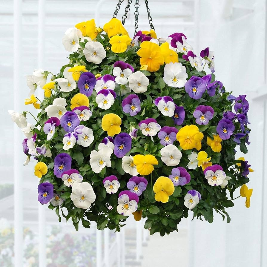 Viola Arvensis Field Pansy Seeds for Planting - Ideal for Flower Bed & Garden Heirloom Non-GMO Seeds