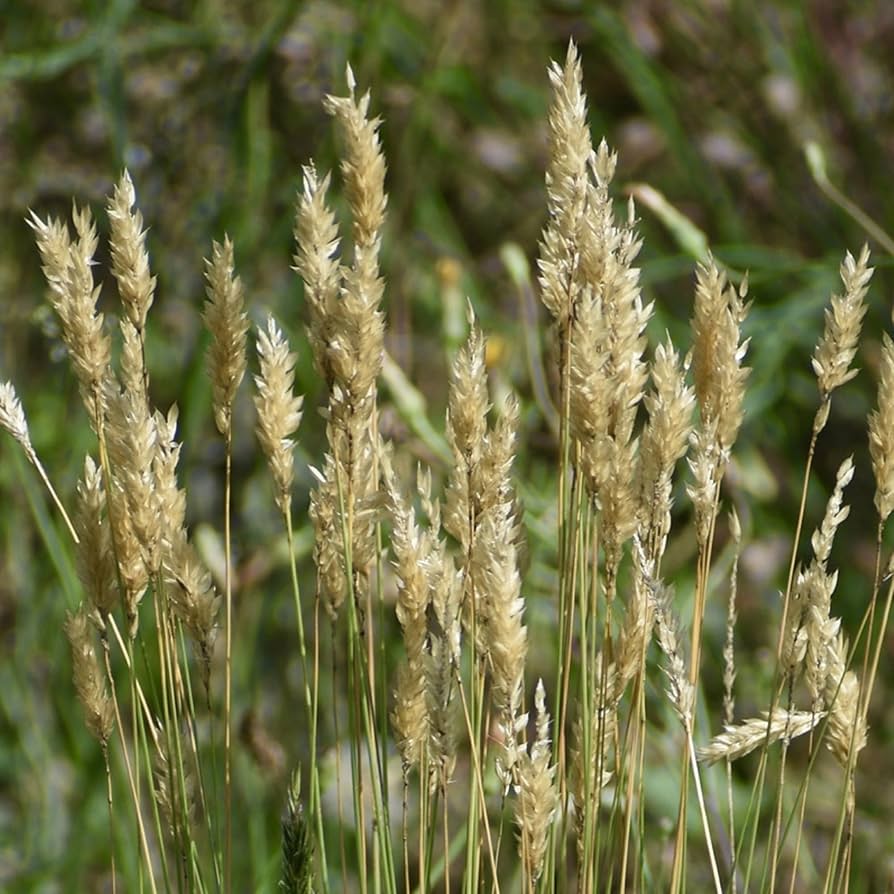 Sweet Vanilla Grass Anthoxanthum nitens Seeds for Planting in Indoor Garden and Herb Bed