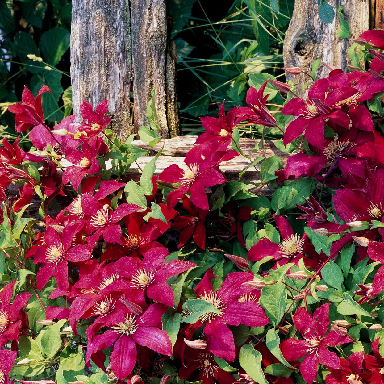 Clematis Flower Seeds for Planting Clematis Viticella trellis garden vertical space Heirloom Non-GMO Seeds