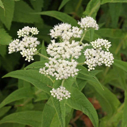 Eupatorium Boneset Eupatorium perfoliatum Flower Seeds for Planting in Herb Garden and Woodland Heirloom Non-GMO Seeds