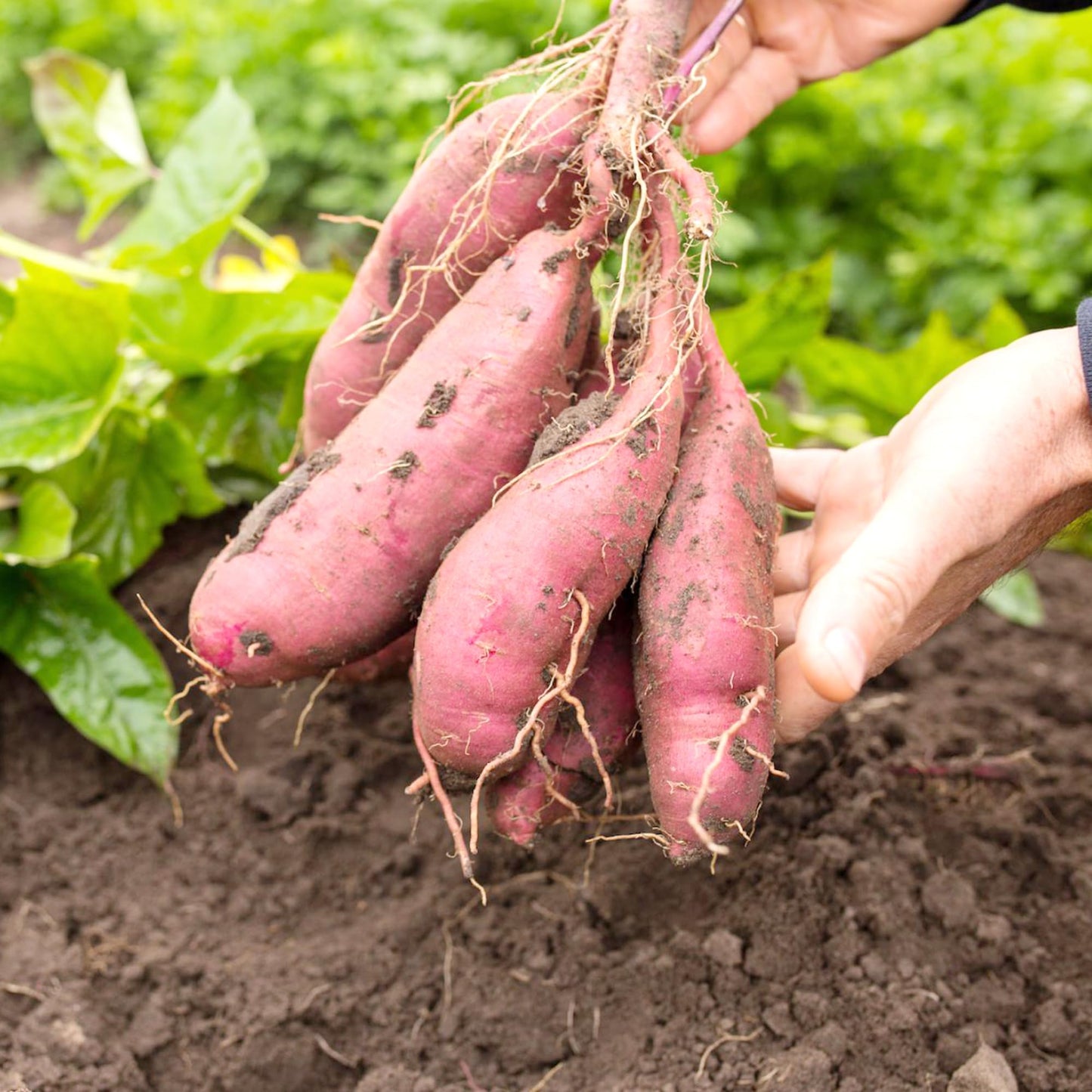Sweet Potato Ipomoea batatas Plant Seeds for Planting, Premium Seeds | Heirloom Non-GMO