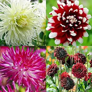 Mixed Dahlia Dahlia spp Flowers for Planting in Flower Bed Heirloom Non-GMO Seeds