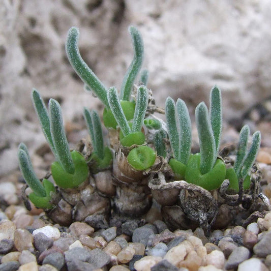 Monilaria Obconica Succulent Seeds for Planting Monilaria obconica for rock gardens and succulent collections Heirloom N