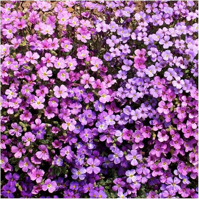 Rockcress Aubrieta deltoidea Flowers Seeds for Planting in Rock Garden Heirloom Non-GMO Seeds