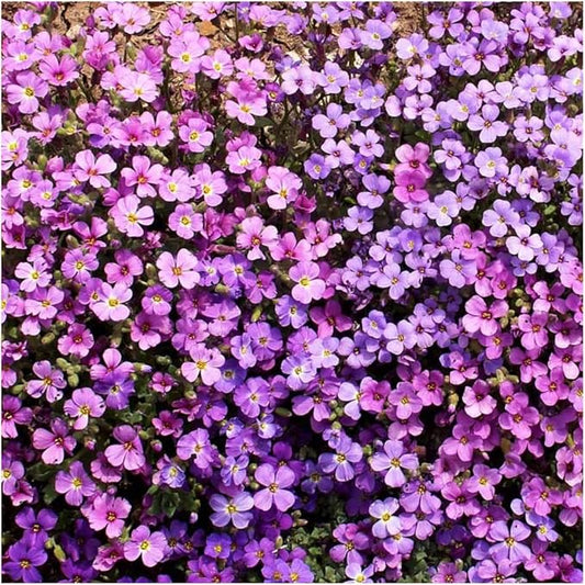 Rockcress Aubrieta deltoidea Flowers Seeds for Planting in Rock Garden Heirloom Non-GMO Seeds