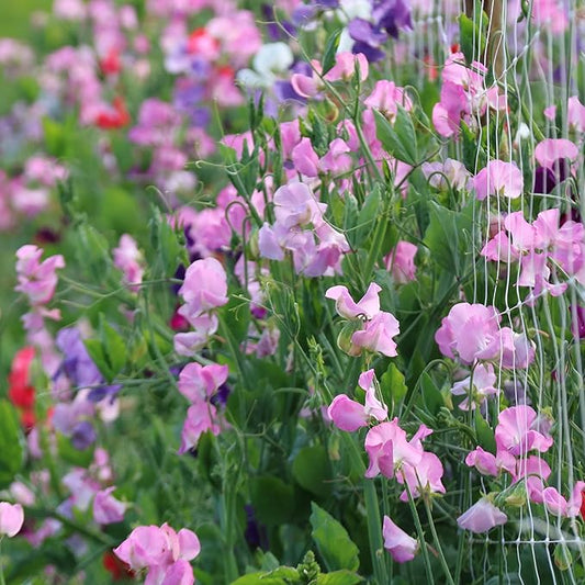 Sweet Pea Lathyrus odoratus Flower Seeds for Planting in Flower Bed Heirloom Non-GMO Seeds