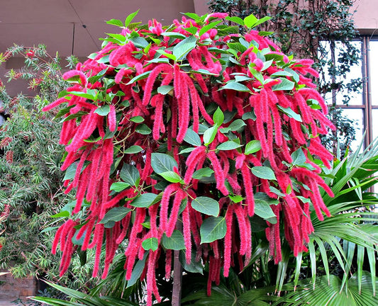 Chenille Kitten Tail Acalypha hispida Seeds for Planting for Flower Bed Heirloom Non-GMO Seeds