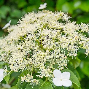 Climbing Hydrangea Hydrangea anomala Flower Seeds for Planting in Garden & Trellis Heirloom Non-GMO Seeds