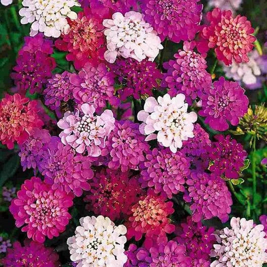 Fairyland Candytuft Iberis umbellata Flower Seeds for Planting in Flower Bed Heirloom Non-GMO Seeds