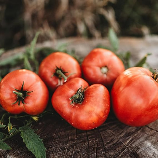 Tomato Vegetable Solanum lycopersicum Seeds for Planting in Vegetable Patch for Planting, Premium Vegetable Seeds | Heir