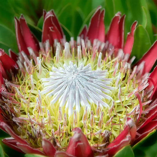 Protea Cynaroides Flower Seeds for Planting in Flower Bed Heirloom Non-GMO Seeds