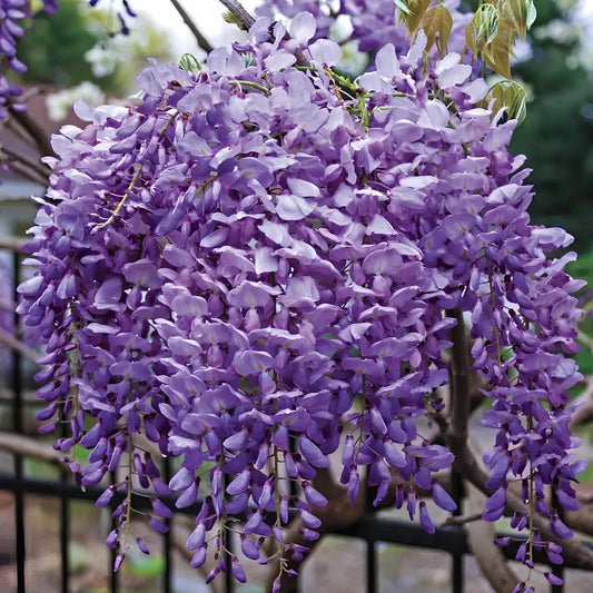 Wisteria Sinensis Flower Seeds for Planting (Glyzinienblumensamen) Heirloom Non-GMO Seeds