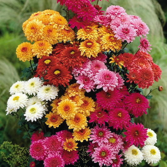 Chrysanthemum Seeds for Planting Chrysanthemum morifolium for flower beds and borders Heirloom Non-GMO Seeds