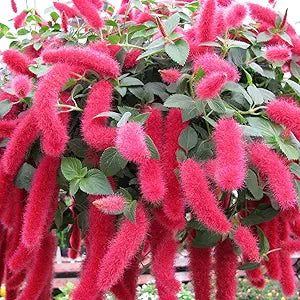 Acalypha Pendula Acalypha pendula Seeds for Planting in Flower Bed & Garden Heirloom Non-GMO Seeds