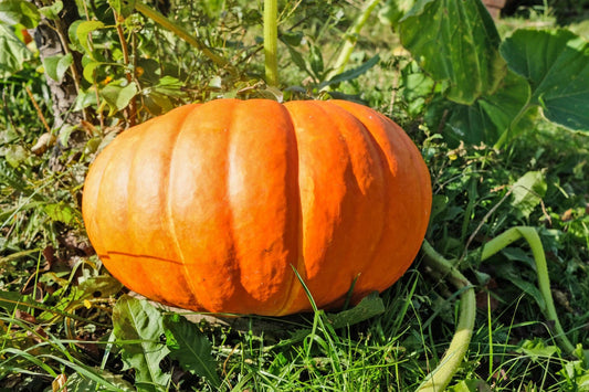 Sugar Pie Pumpkin Cucurbita pepo Seeds for Planting in Vegetable Garden for Planting, Premium Seeds | Heirloom Non-GMO