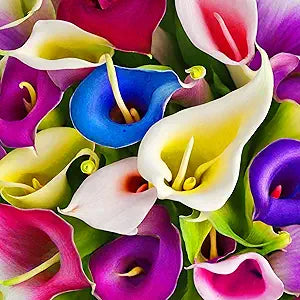 Lily Lilium spp Flower Seeds for Planting in Flower Bed Heirloom Non-GMO Seeds