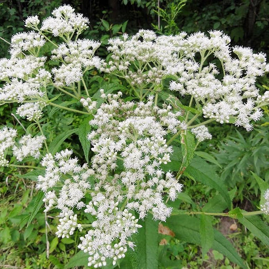 Eupatorium Eupatorium purpureum Flower Seeds for Planting in Garden & Flower Bed Heirloom Non-GMO Seeds