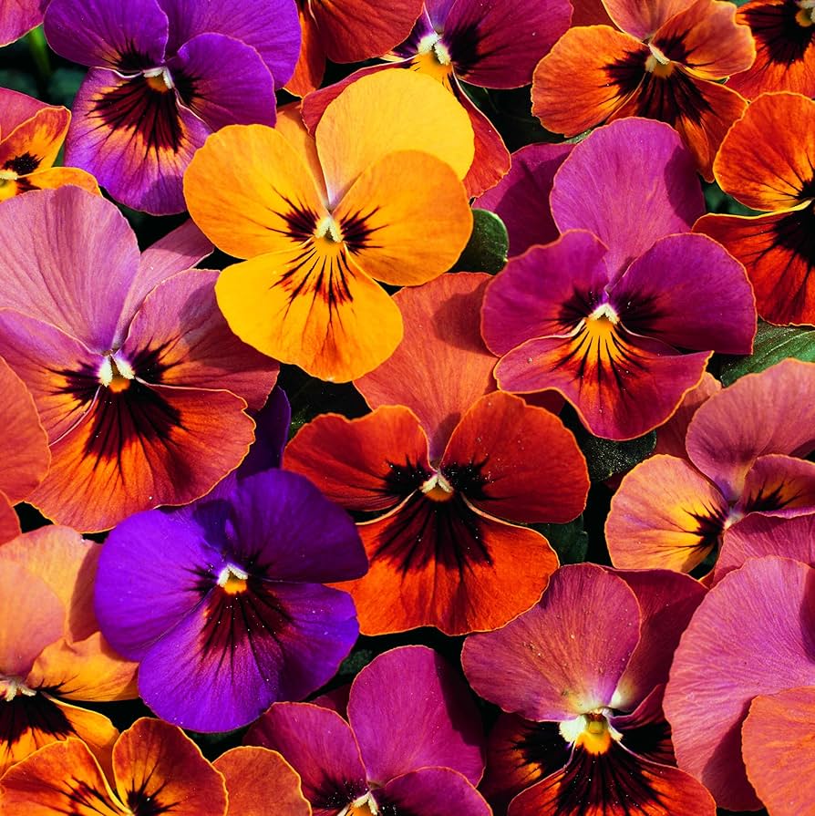 Pansy Viola tricolor Seeds for Planting in Flower Bed and Home Garden Heirloom Non-GMO Seeds
