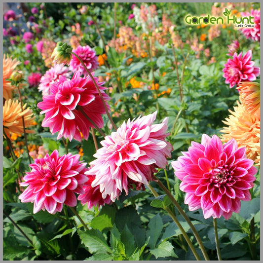 Tango Mixed Flower Seeds for Planting Heirloom Non-GMO Seeds