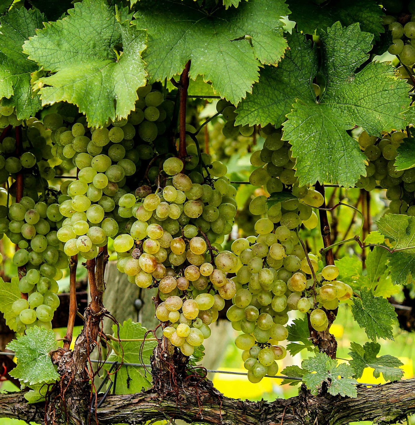 Merlot Grape Seeds for Planting Vitis vinifera for vineyard and backyard gardens Fruit Vine Seeds for Home Gardens, Trellises & Outdoor Growing